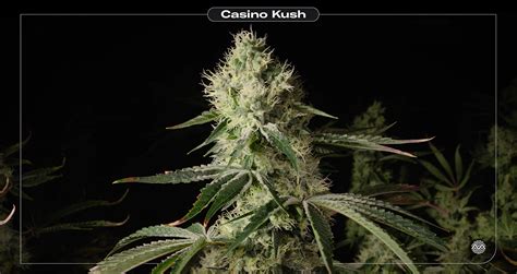casino kush